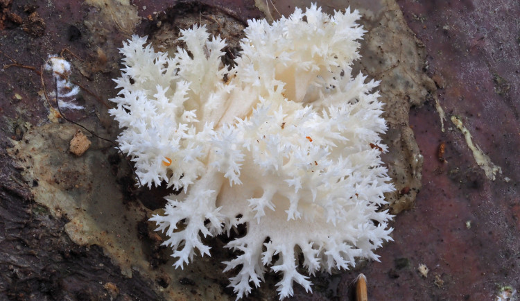 Vzácné houby připomínající mořské korály senzačně vyrostly na německé straně Šumavy. Autorem fotografie je Peter Karasch, Národní park Bavorský les