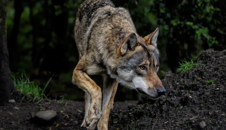 Testy DNA potvrdily původ uhynulé vlčice na Šumavě, byla z výběhu v Srní