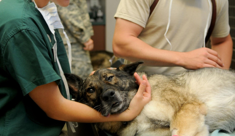 O provoz noční veterinární pohotovosti neměl nikdo zájem, kraj zkusí jinou cestu