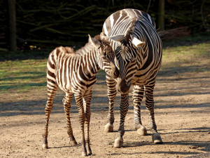 Populární zpěvák Marek Ztracený pokřtil mládě vzácné zebry bezhřívé