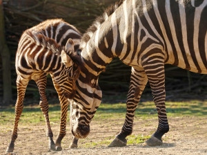 Populární zpěvák Marek Ztracený pokřtil mládě vzácné zebry bezhřívé