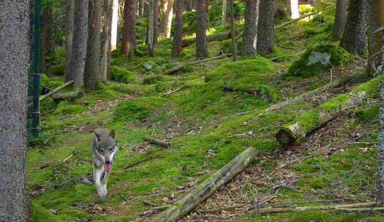 Jedna z uprchlých vlčic, kterou na útěku zachytila fotopast