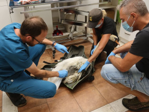 Labutí rodina přišla po bitce s vetřelci na rybníku o samce. Utrpěl fatální zranění