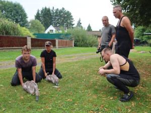 Transport labutí rodiny na novou lokalitu