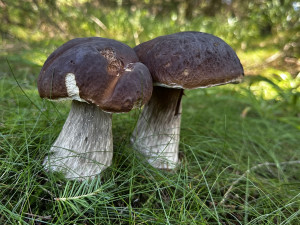 U cesty rostly nádherné hřiby