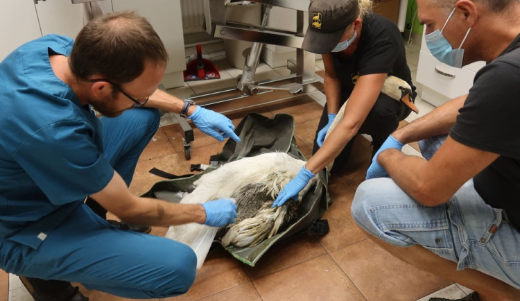 Labutí rodina přišla po bitce s vetřelci na rybníku o samce. Utrpěl fatální zranění