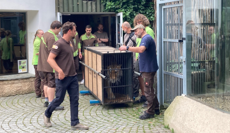Zabavený tygr odjel z Liberce do nového domova v Nizozemí. Klidně a vyrovnaně