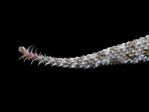 Světový úspěch plzeňské zoo, vůbec poprvé odchovává zmiji s pavoukem na ocasu