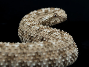 Světový úspěch plzeňské zoo, vůbec poprvé odchovává zmiji s pavoukem na ocasu