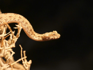 Světový úspěch plzeňské zoo, vůbec poprvé odchovává zmiji s pavoukem na ocasu