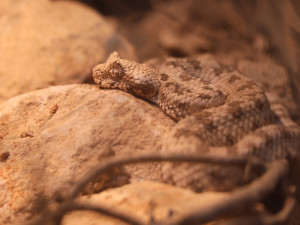 Světový úspěch plzeňské zoo, vůbec poprvé odchovává zmiji s pavoukem na ocasu