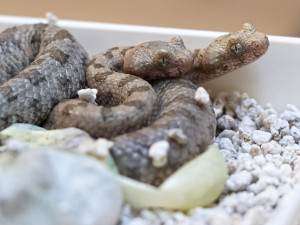 Světový úspěch plzeňské zoo, vůbec poprvé odchovává zmiji s pavoukem na ocasu