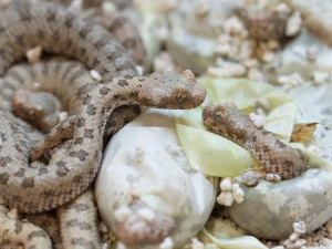 Světový úspěch plzeňské zoo, vůbec poprvé odchovává zmiji s pavoukem na ocasu