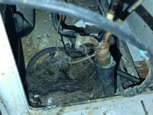 Inspekce našla v oblíbené hospodě mrtvé hlodavce, plísně a špínu