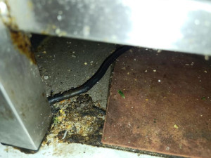 Inspekce našla v oblíbené hospodě mrtvé hlodavce, plísně a špínu