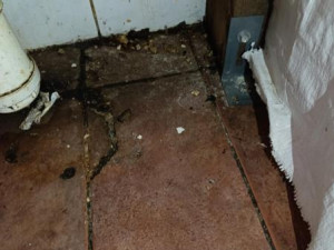 Inspekce našla v oblíbené hospodě mrtvé hlodavce, plísně a špínu