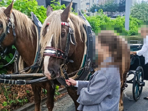 Střet kočáru se dvěma auty, kuriózní nehoda se odehrála v centru města
