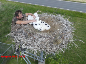 V Maroku vyfotili čápa z Česka, který letos prošel úspěšnou adopcí na náhradní hnízdo