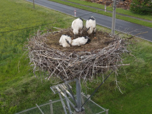 V Maroku vyfotili čápa z Česka, který letos prošel úspěšnou adopcí na náhradní hnízdo