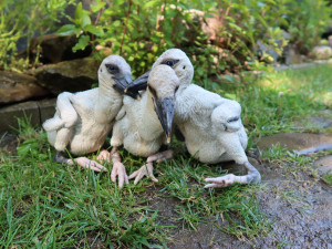 V Maroku vyfotili čápa z Česka, který letos prošel úspěšnou adopcí na náhradní hnízdo