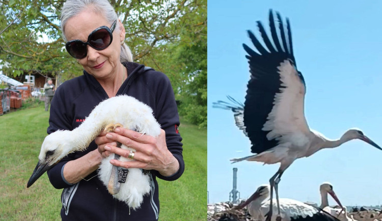 V Maroku vyfotili čápa z Česka, který letos prošel adopcí na náhradní hnízdo