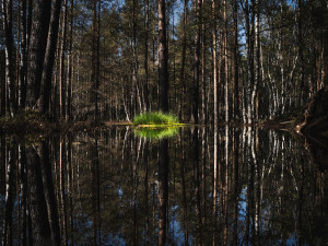Šumava jsou hory vod a mokřadů, miluji tuhle krajinu, říká oceňovaná odbornice