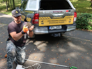 Vyprostit živého ježka z kovové pasti bylo těžší než vyřešit záhadu hlavolamu