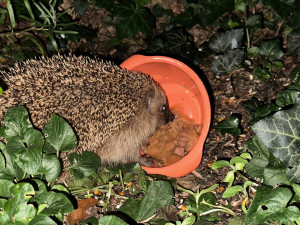 Dokrmování ježka