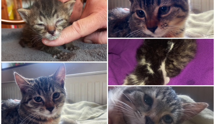 HLEDÁME PÁNÍČKA XIX.: Tříměsíční kočka z pole E.T. bude skvělou rodinnou parťačkou