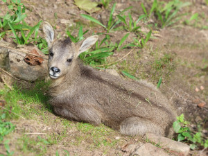 V plzeňské zoo se po 15 letech narodilo mládě gorala sečuánského