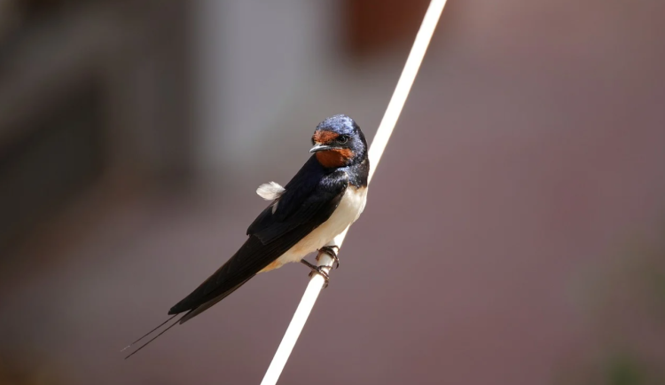 Rorýsi už zmizeli, jiřičky se houfují. Jaké druhy stěhovavých ptáků se chystají k odletu?