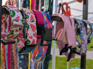 Akce jako Psí den pomáhají psům z útulku najít nový domov