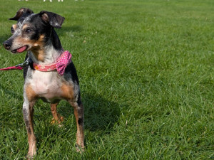 Akce jako Psí den pomáhají psům z útulku najít nový domov