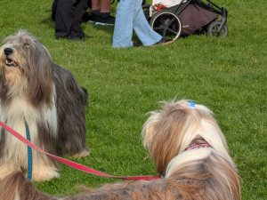 Akce jako Psí den pomáhají psům z útulku najít nový domov