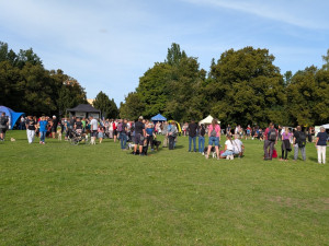 Akce jako Psí den pomáhají psům z útulku najít nový domov