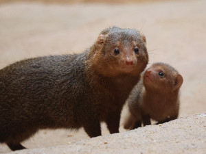 Zoo se raduje z trojčat mangust trpasličích. Do výchovy se zapojuje netypická chůva