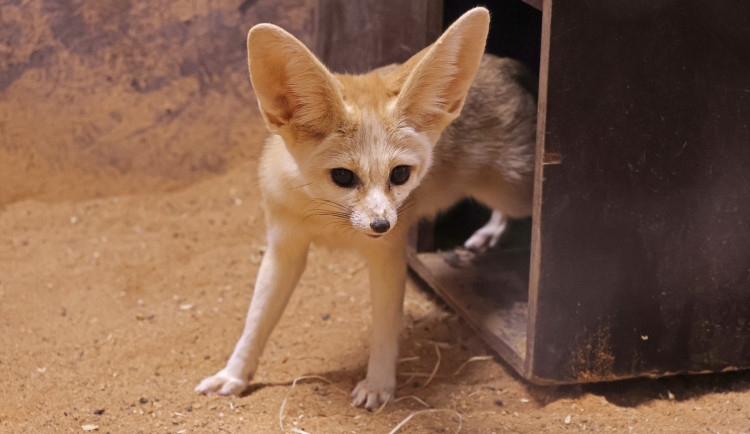 Po 20 letech se do zoo vrací nejmenší liška na světě. Ušaté fenky získala z Německa