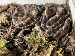 Zoo po několikaleté pauze odchovává děti pána buše, mláďata vzácných hadů