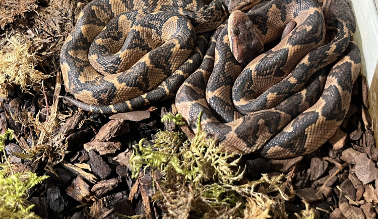 Zoo po několikaleté pauze odchovává děti pána buše, mláďata vzácných hadů