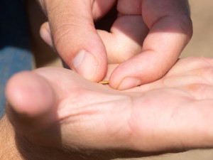 Tajné naleziště na severním Plzeňsku odhalilo stovky zlatých a stříbrných keltských mincí