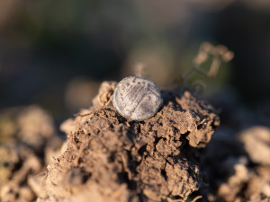 Tajné naleziště na severním Plzeňsku odhalilo stovky zlatých a stříbrných keltských mincí