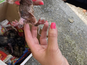 Koťata hodil do popelnice mezi střepy, všechna uhynula. Muž si vyjednal podmínku