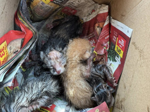 Koťata hodil do popelnice mezi střepy, všechna uhynula. Muž si vyjednal podmínku