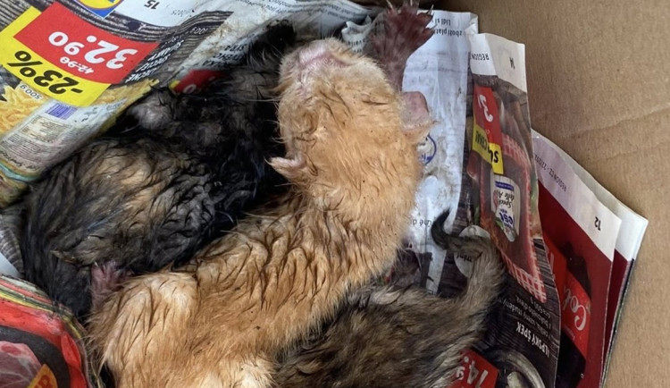 Hasiči města Holýšov, Helena Šálková