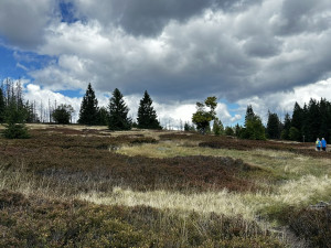 Poslední stovky metrů na Scheuereckberg vedou pěšinou mezi borůvčím