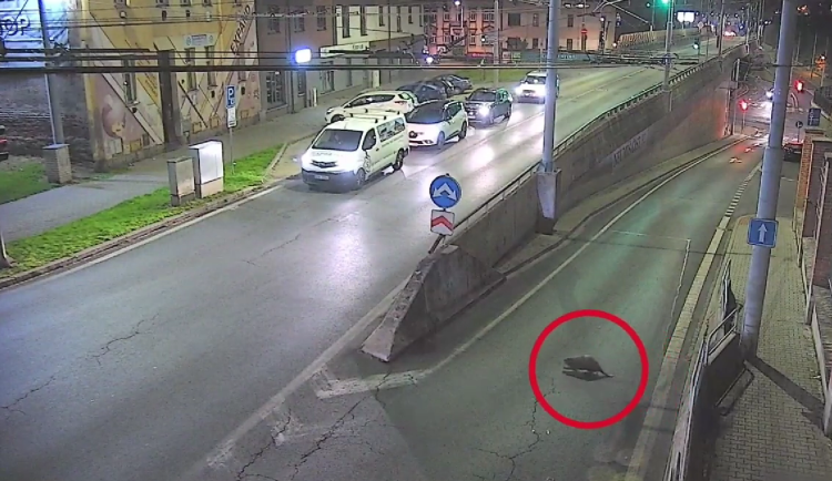 Leze tu velkej bobr, líčil muž lince 156.  Zvíře si to vykračovalo na nádraží