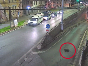 Leze tu velkej bobr, líčil muž lince na 156.  Zvíře si to vykračovalo na nádraží