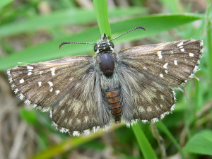 soumračník bělopásný, foto: Václav John