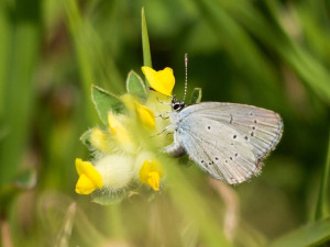modrásek nejmenší, foto: Martina Kišelová