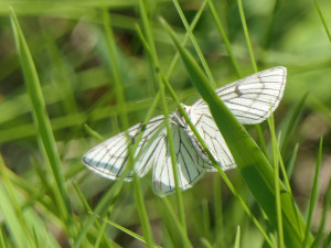 bělokřídlec luční, foto: Jan Moravec